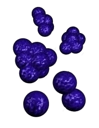 Gram-positive cocci
